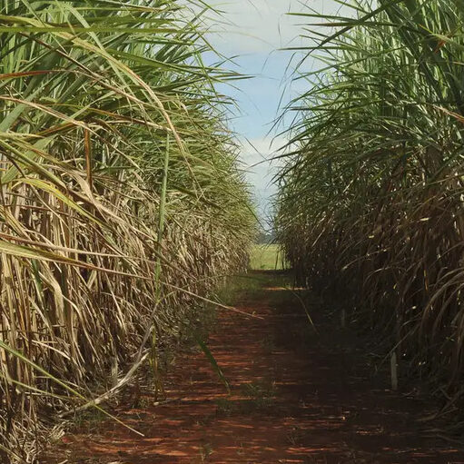 Imagem destacada de Bioenergia do agro cresce 16% em três anos