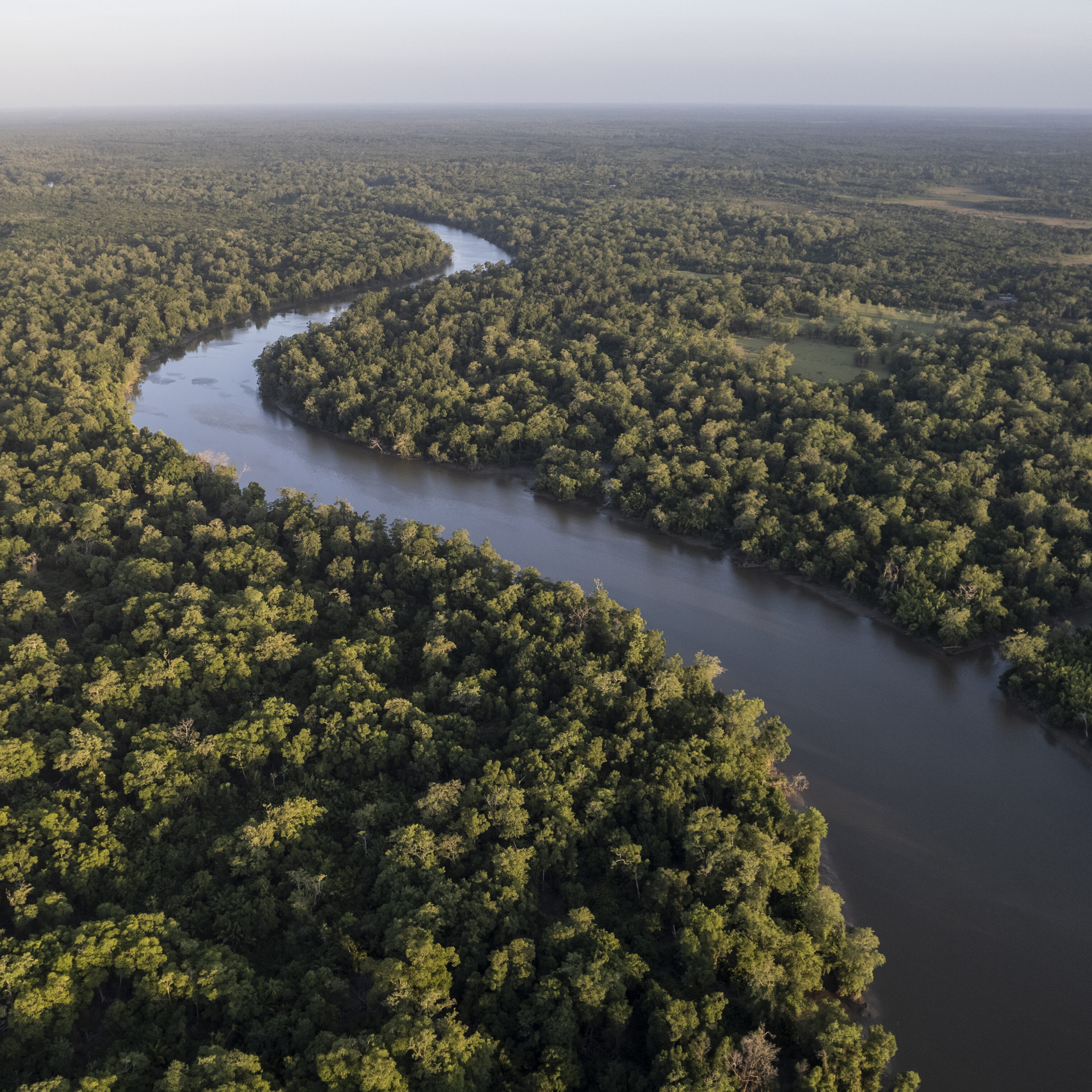 Imagem destacada de Holanda anuncia US$ 500 milhões para fundo de florestas tropicais
