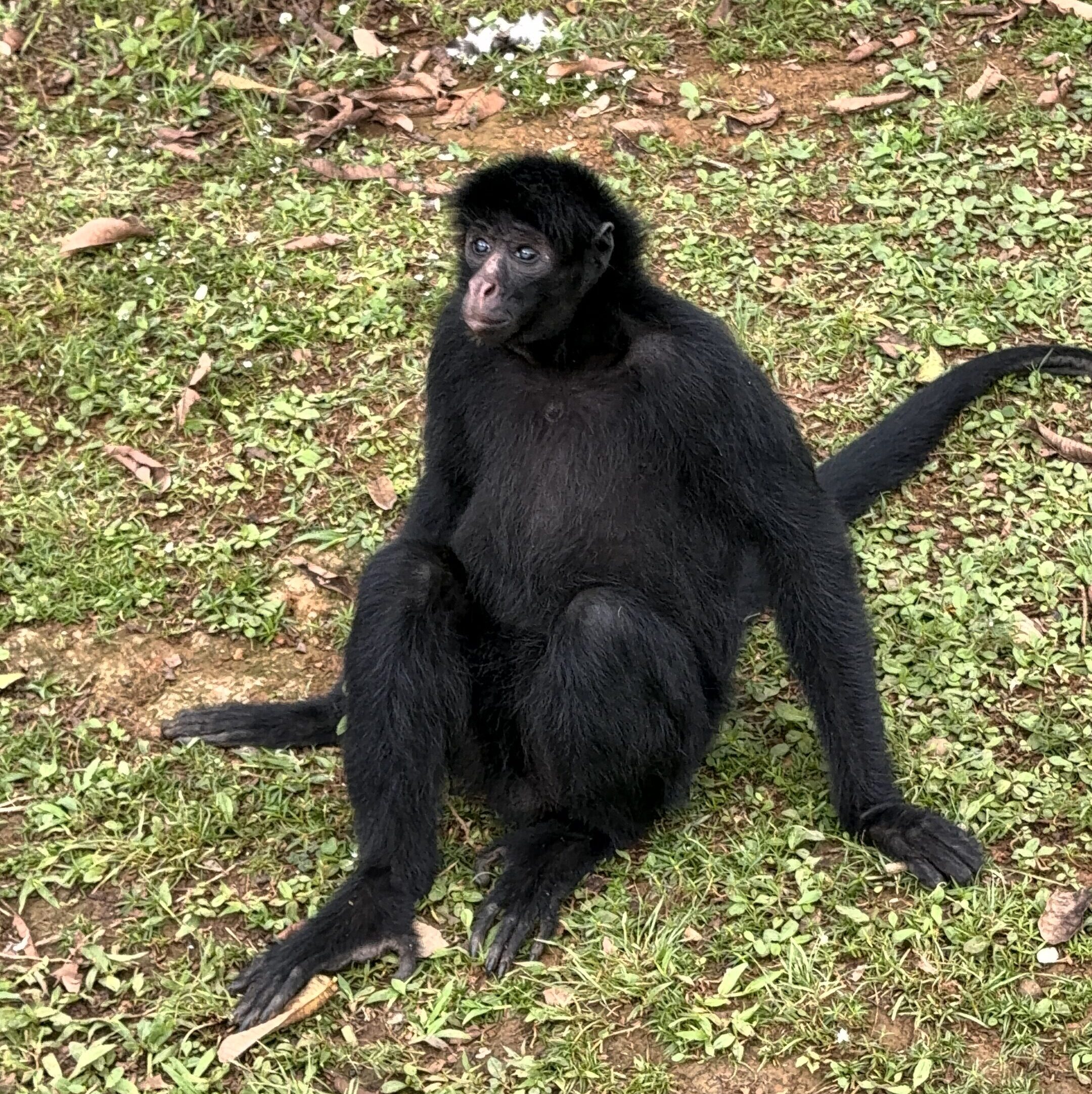 Imagem destacada de Macaco-aranha ameaçado de extinção é transportado em avião da Latam